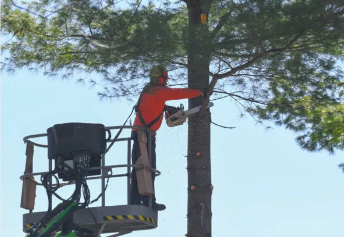 Top Notch Tree Service