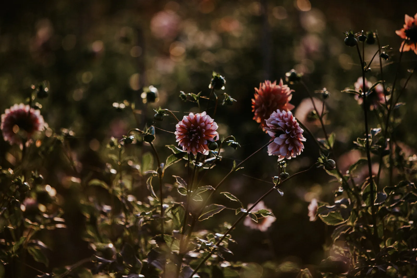 Field & Florist