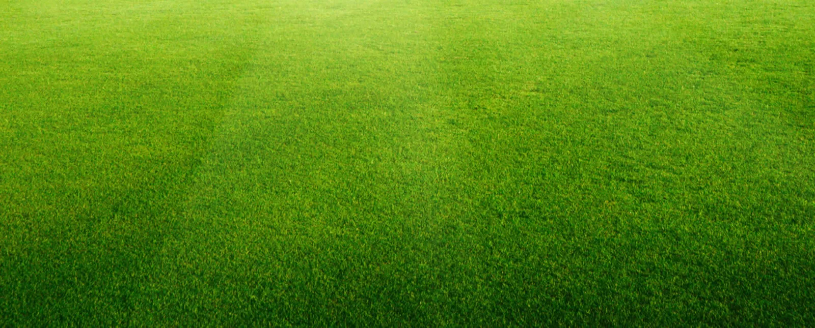 Ivy Green Lawn Care
