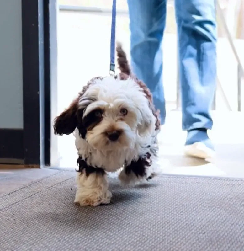 Middlesex Veterinary Center