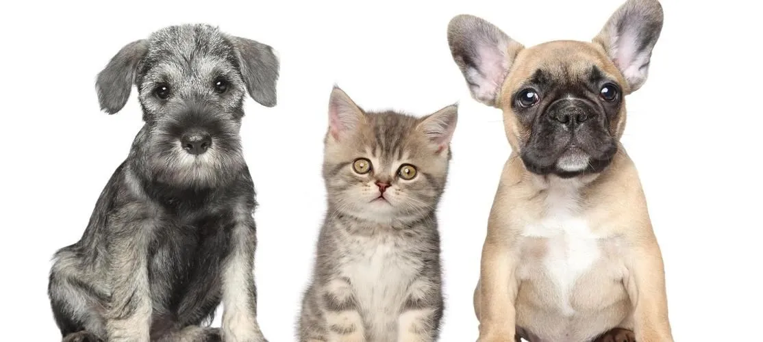 One Stop Pet Grooming