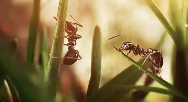 Eco Tech Pest Control