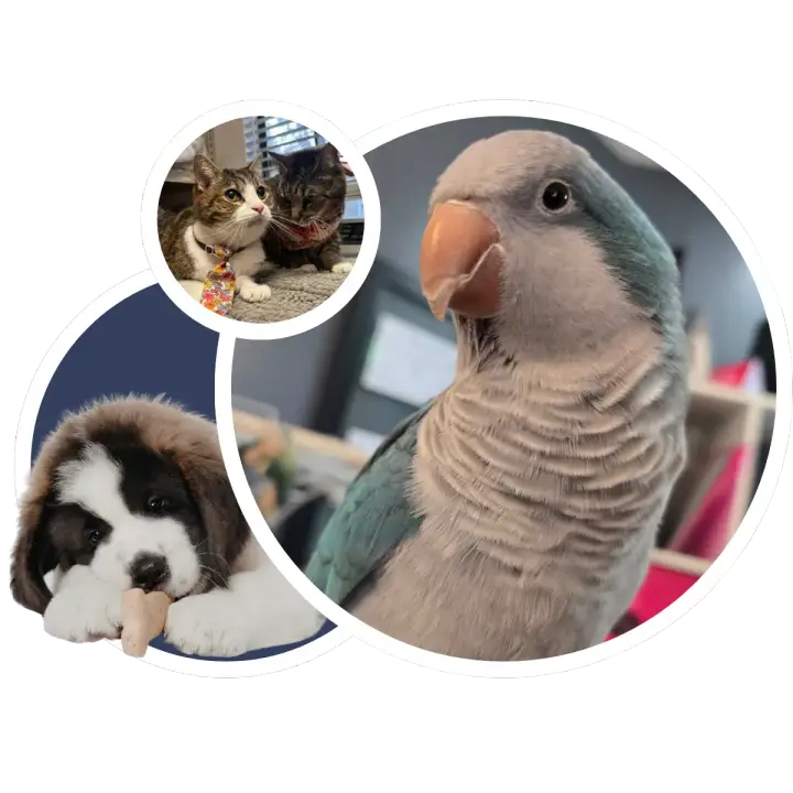 Grafton Animal Hospital