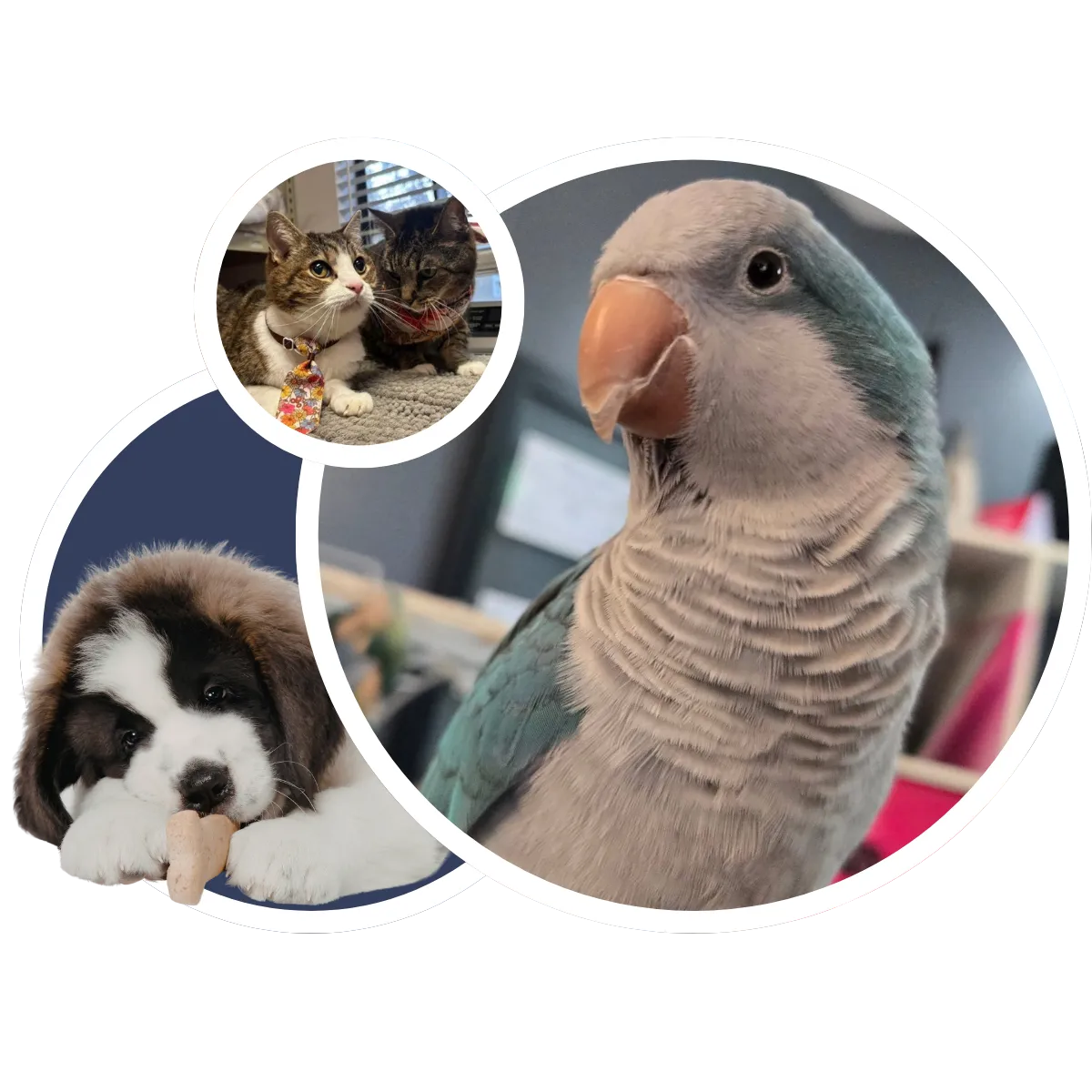 Grafton Animal Hospital
