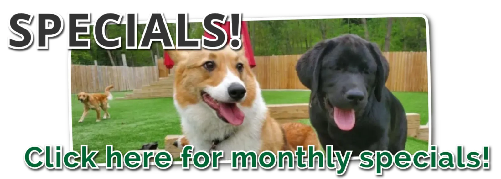 Half Moon Kennels