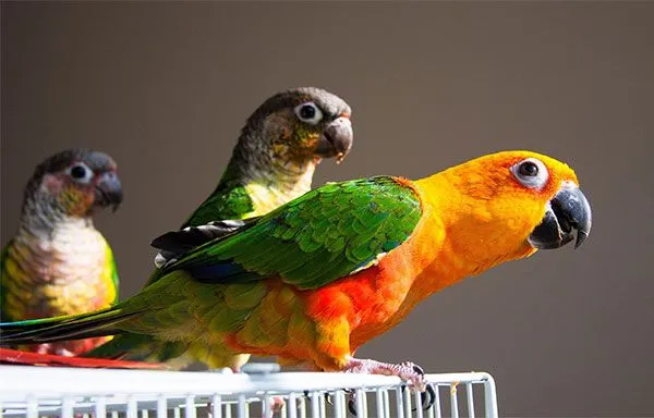 Gambrills Veterinary Center