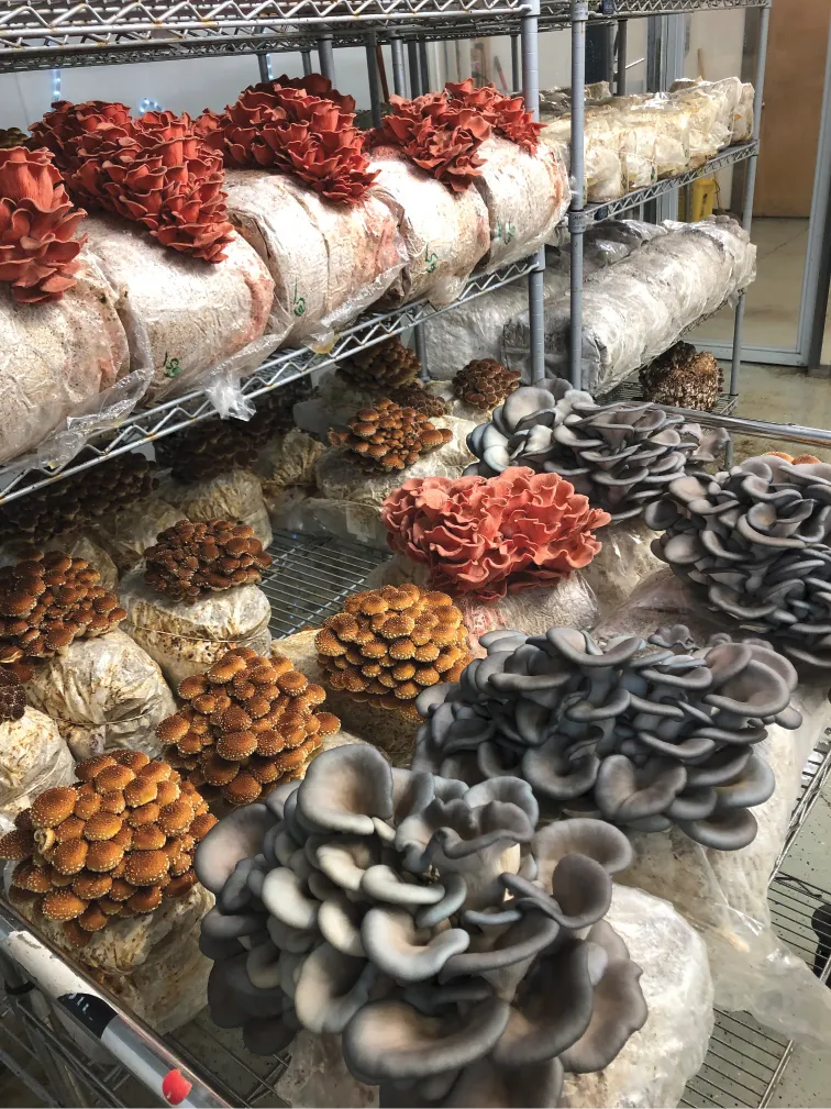 Get Fungi