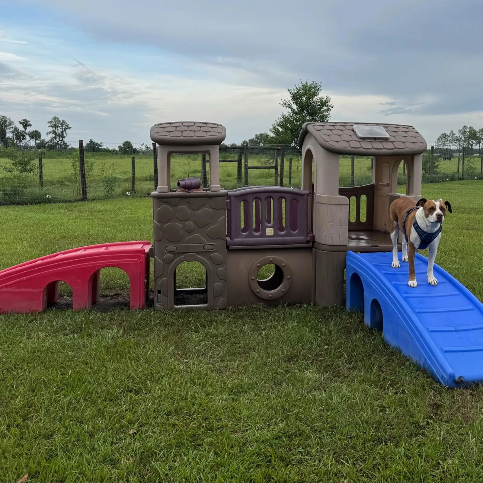 Pro Pet Train