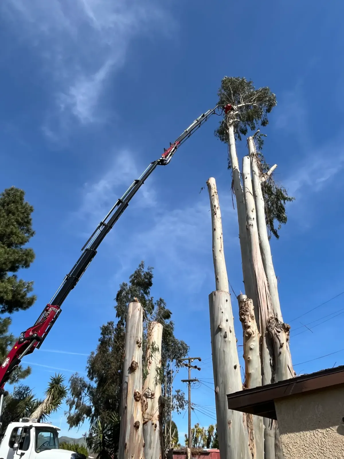 Paradise Tree Service