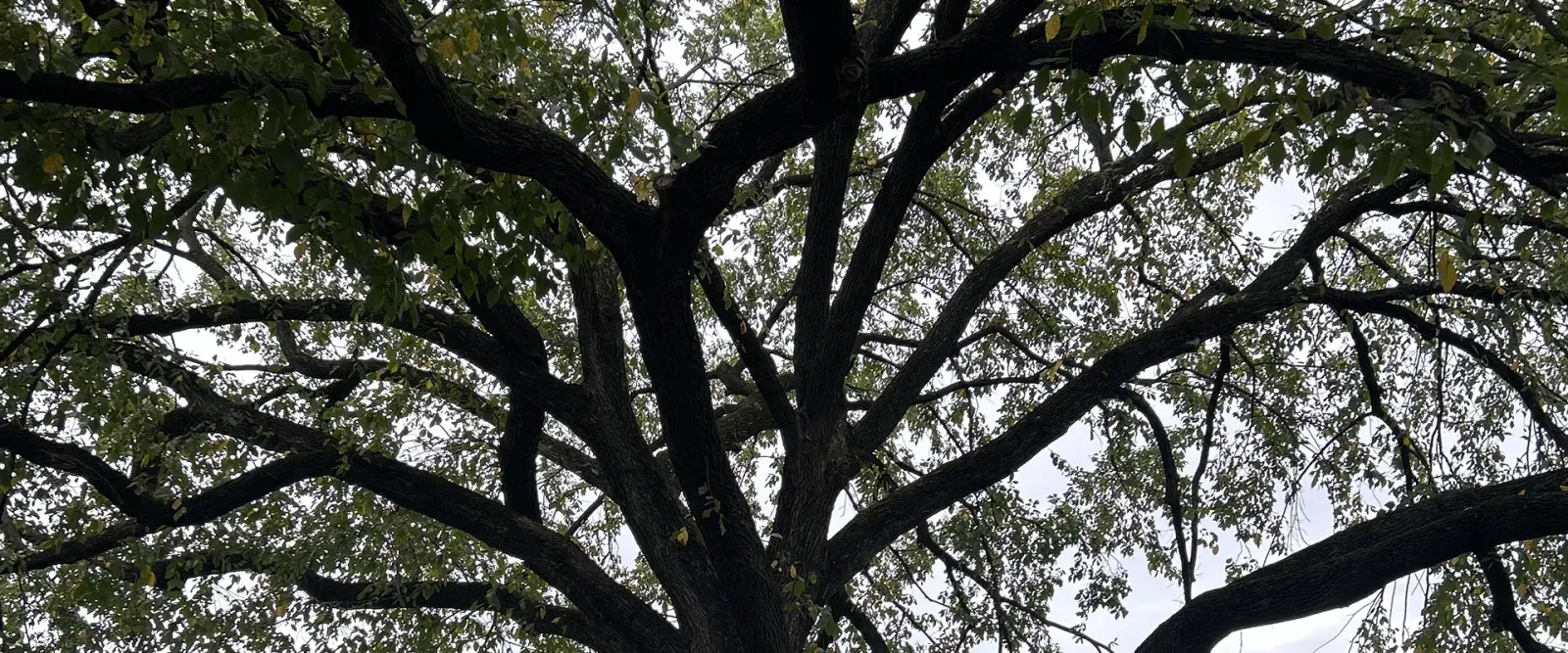 BK Tree and Landscape