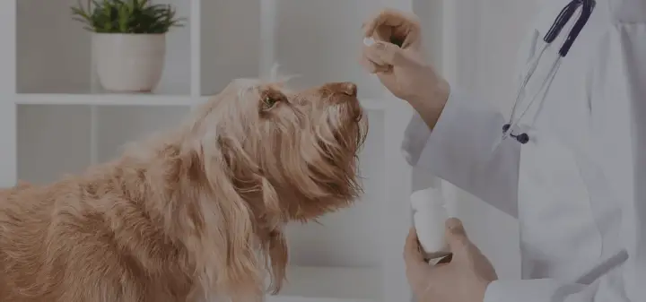 Sage Veterinary Care