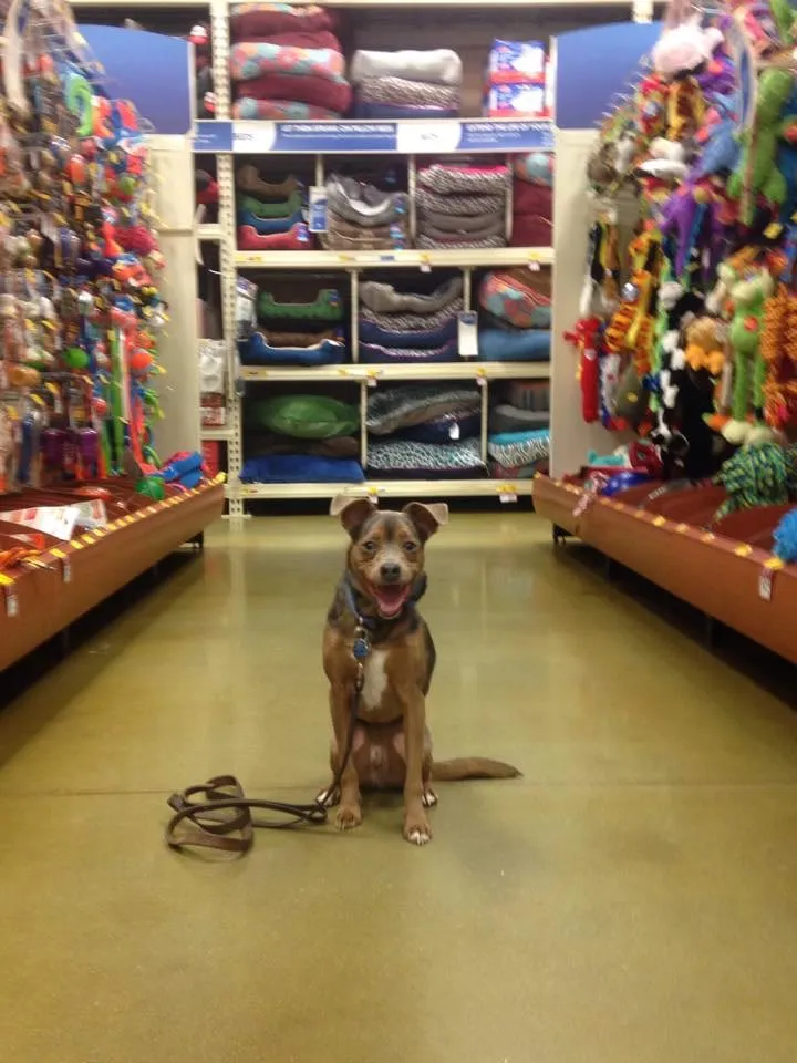 Mission Impawsible Dog Training