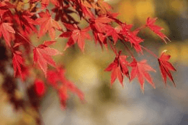 RED FALLS LANDSCAPE DESIGNS LLC logo