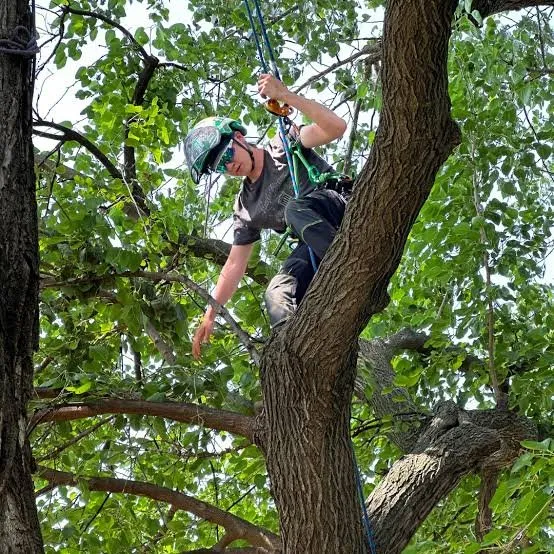 Tree Service of North Liberty
