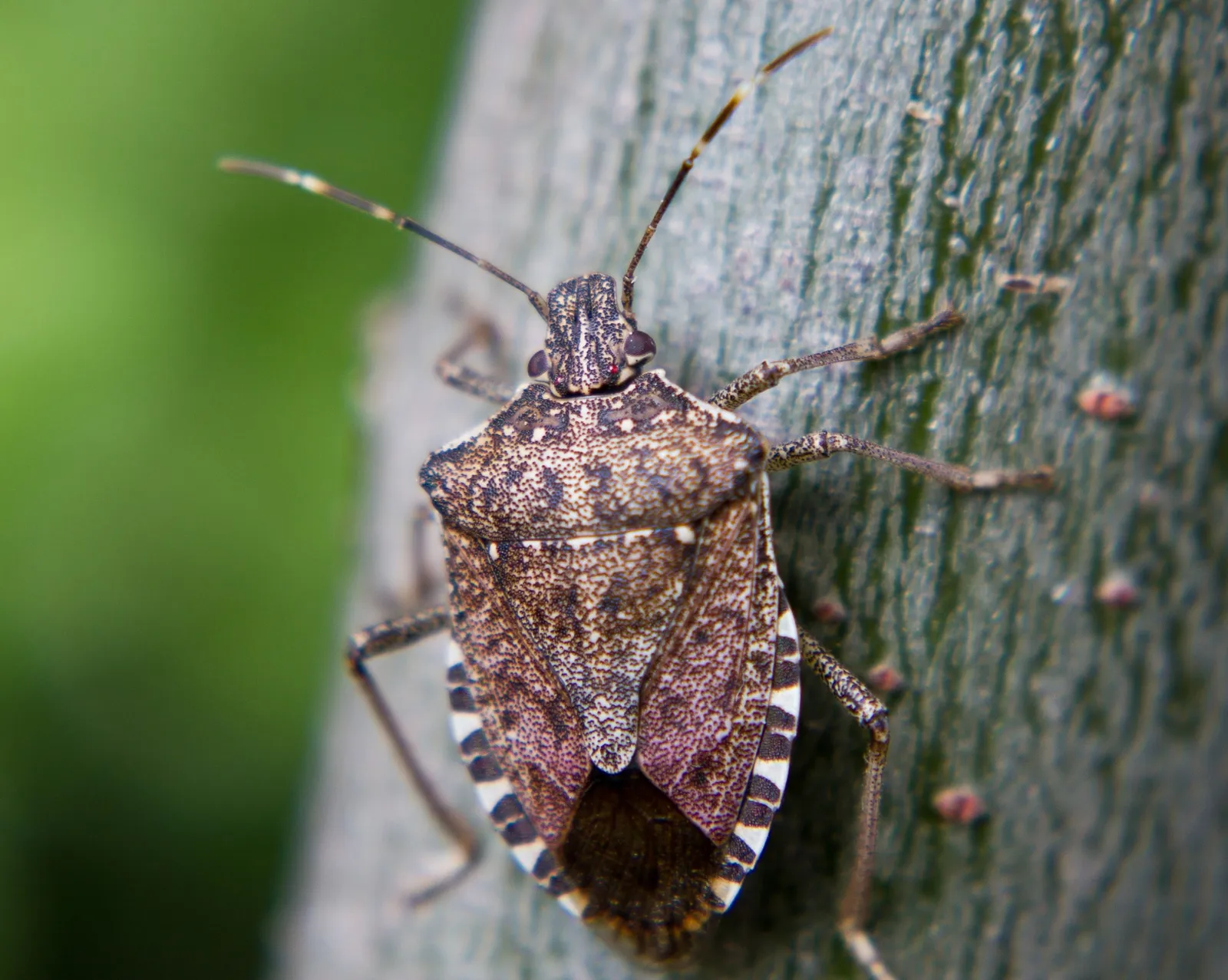 American Pest Control