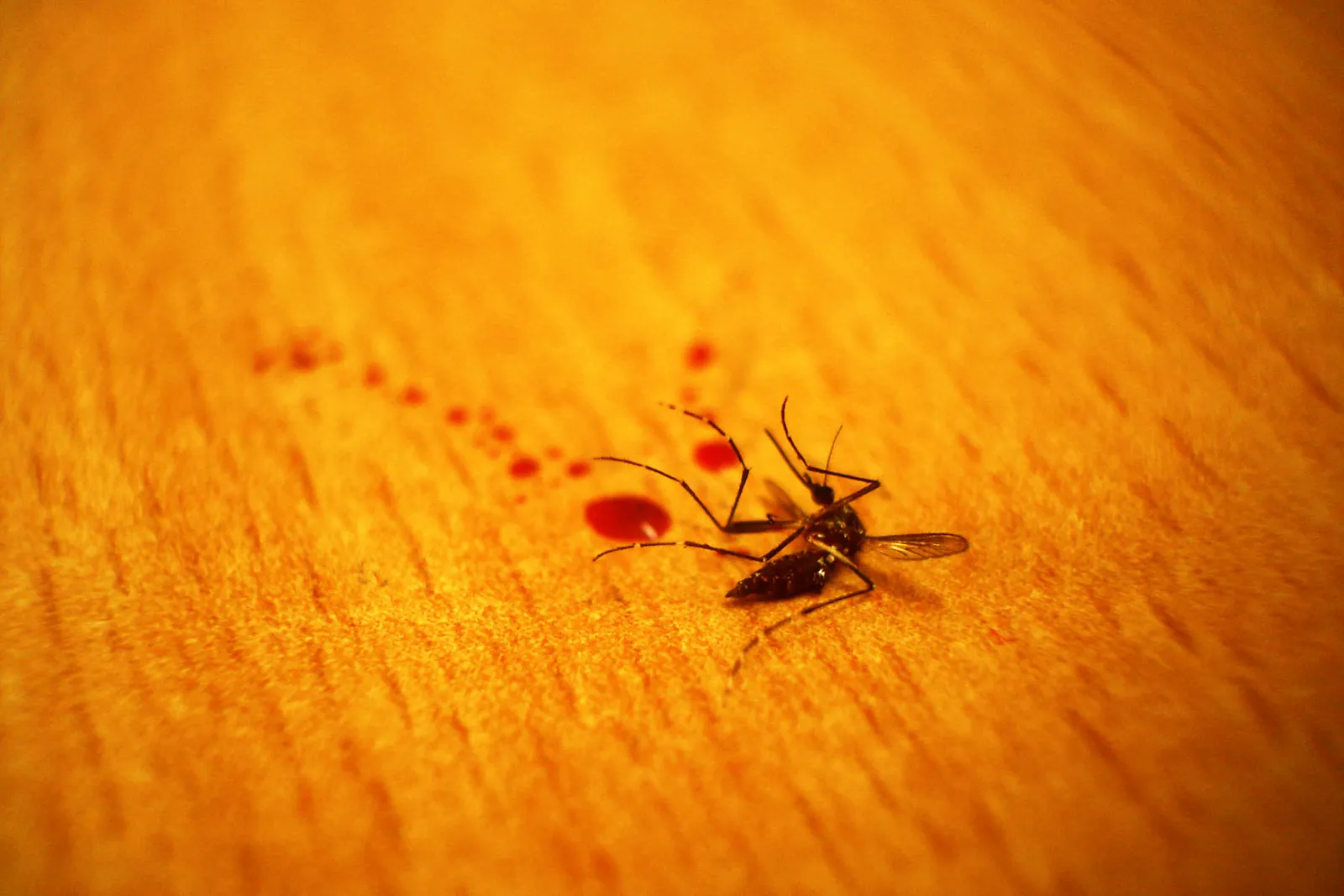 The Mosquito Eaters