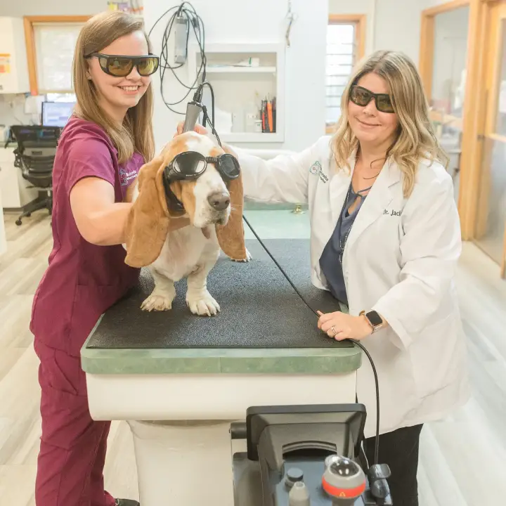 Waukesha Animal Hospital Waukesha Wisconsin