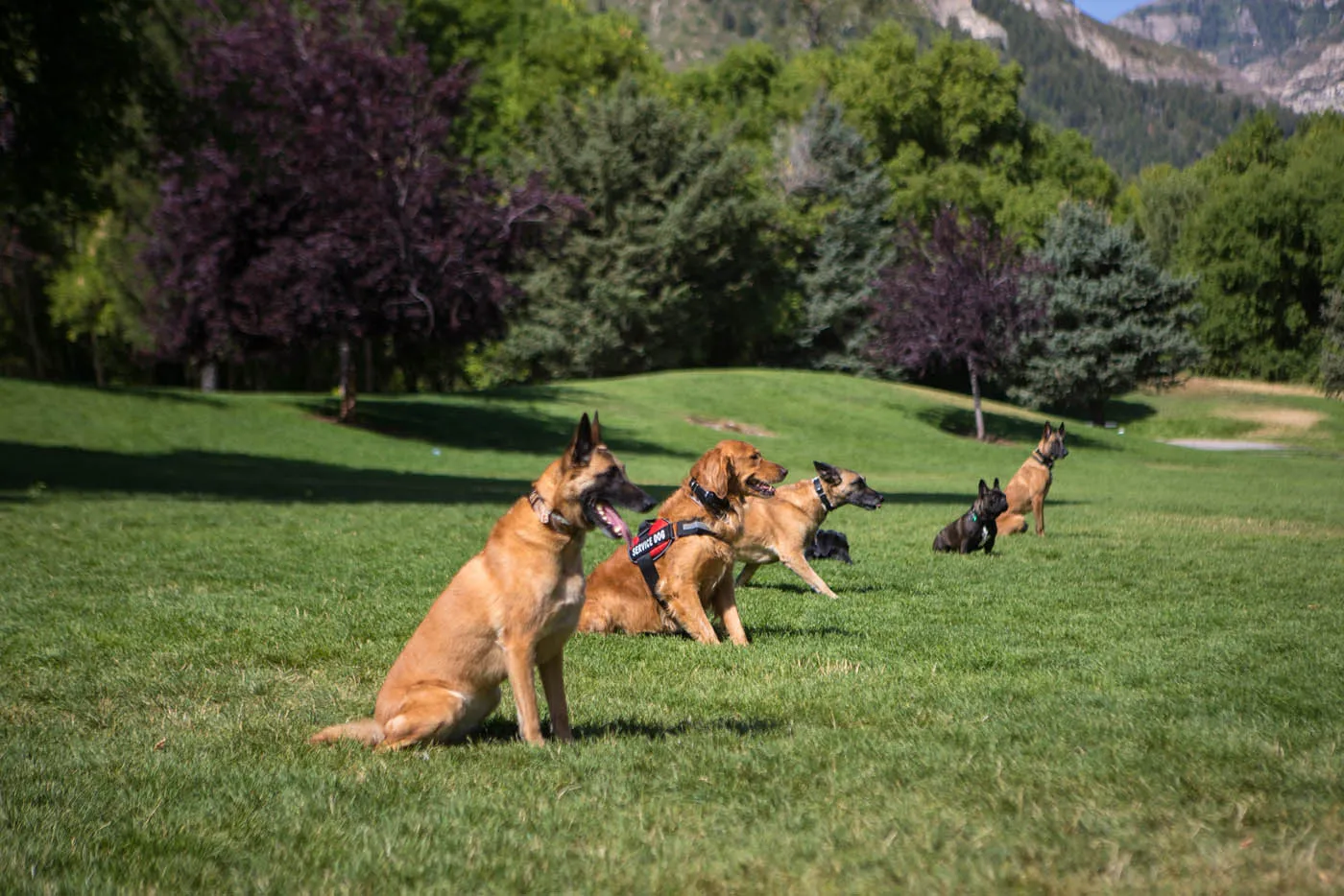 Dog Training Elite Frisco