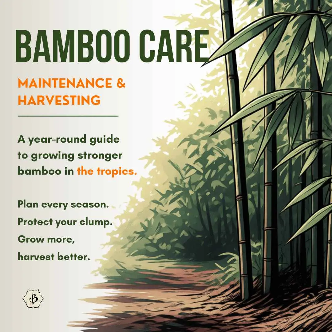 Bambu Batu
