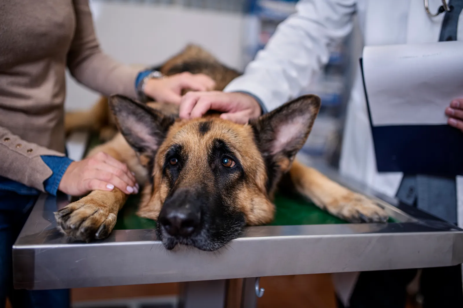 Cerro Alto Veterinary Specialty and Emergency Hospital