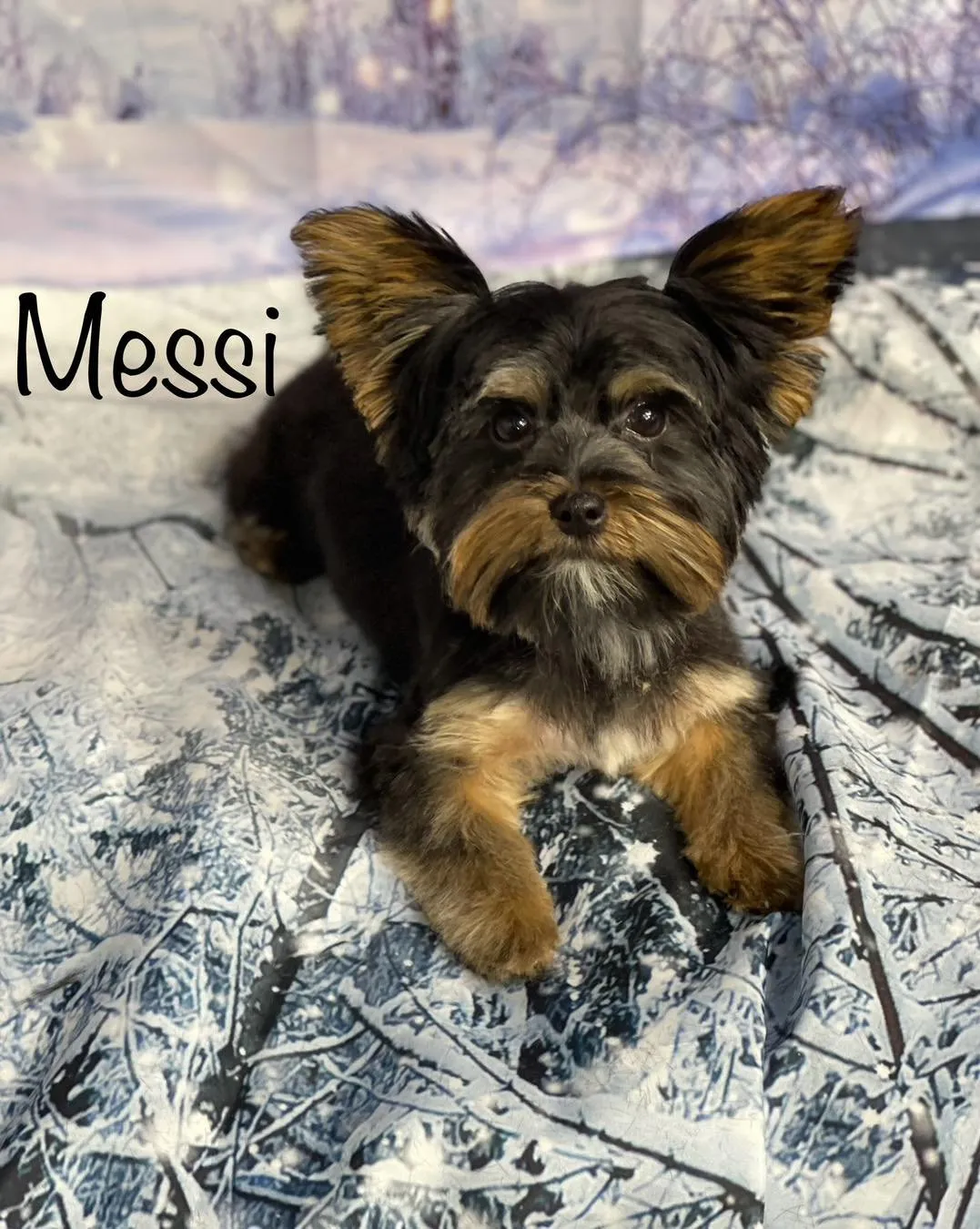 All Paws Stars Pet Grooming