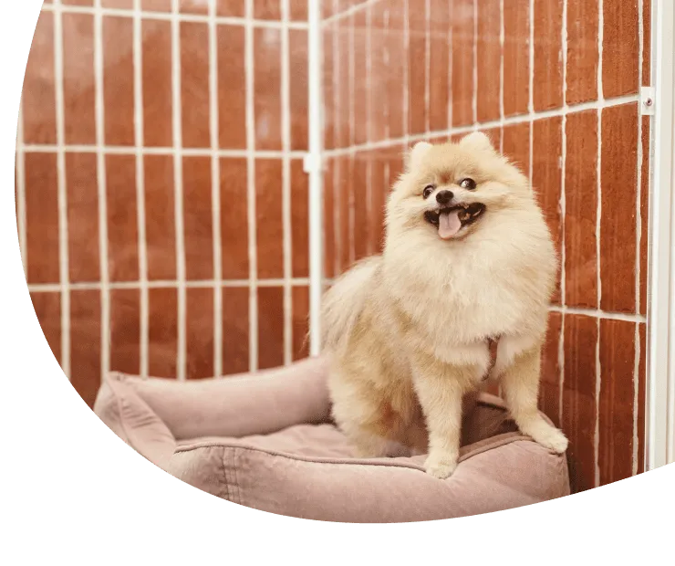 Petite Paw Palace