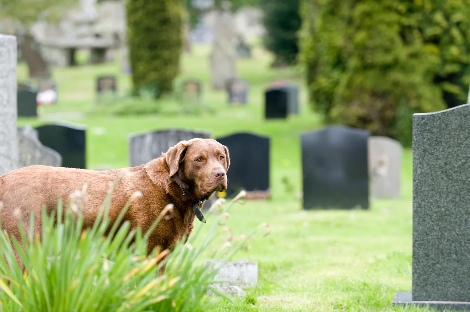 Sophie Ann's Pet Cremations and Aftercare