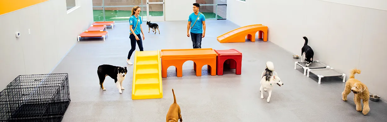 Dogtopia of Gainesville