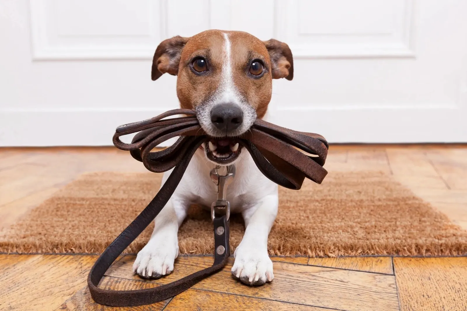 Karen Barlow's Dog Training