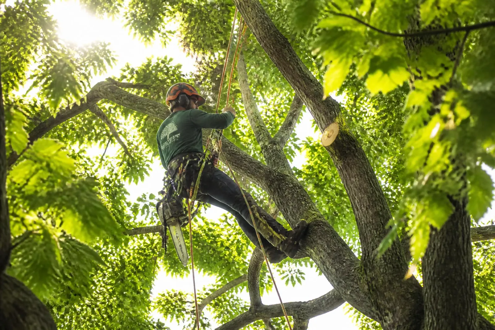 Darry's Tree Service