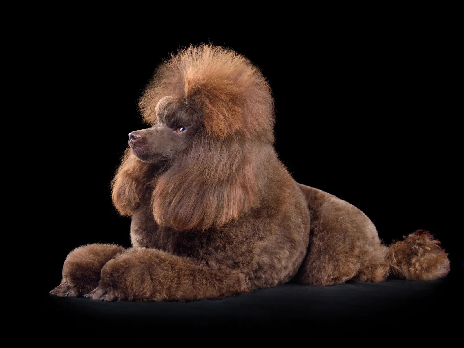 Pet Holistic Solutions
