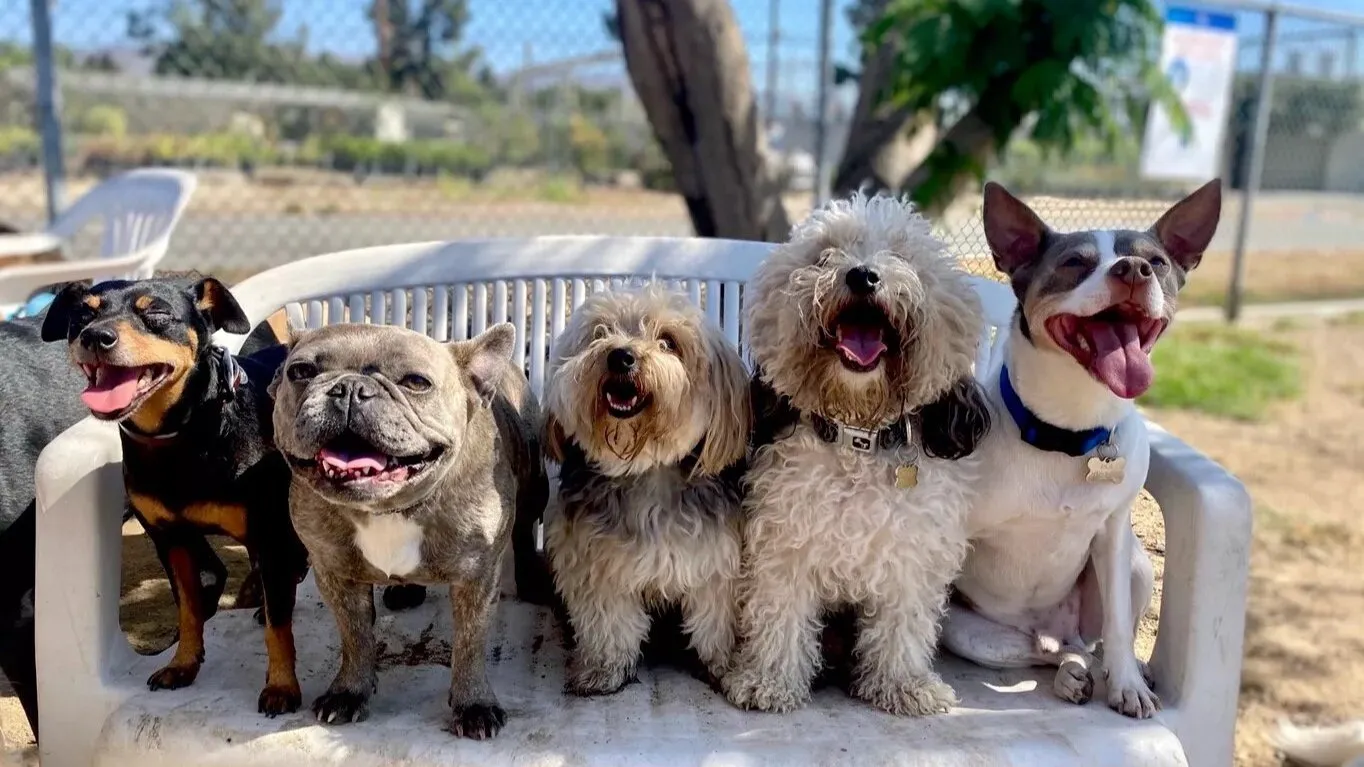 Woof Wagon