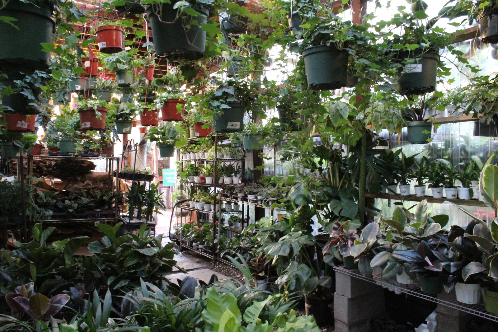 Mickey Hargitay Plants