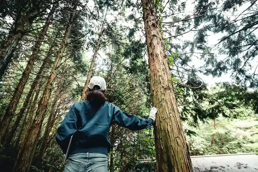 Crestwood Tree Services