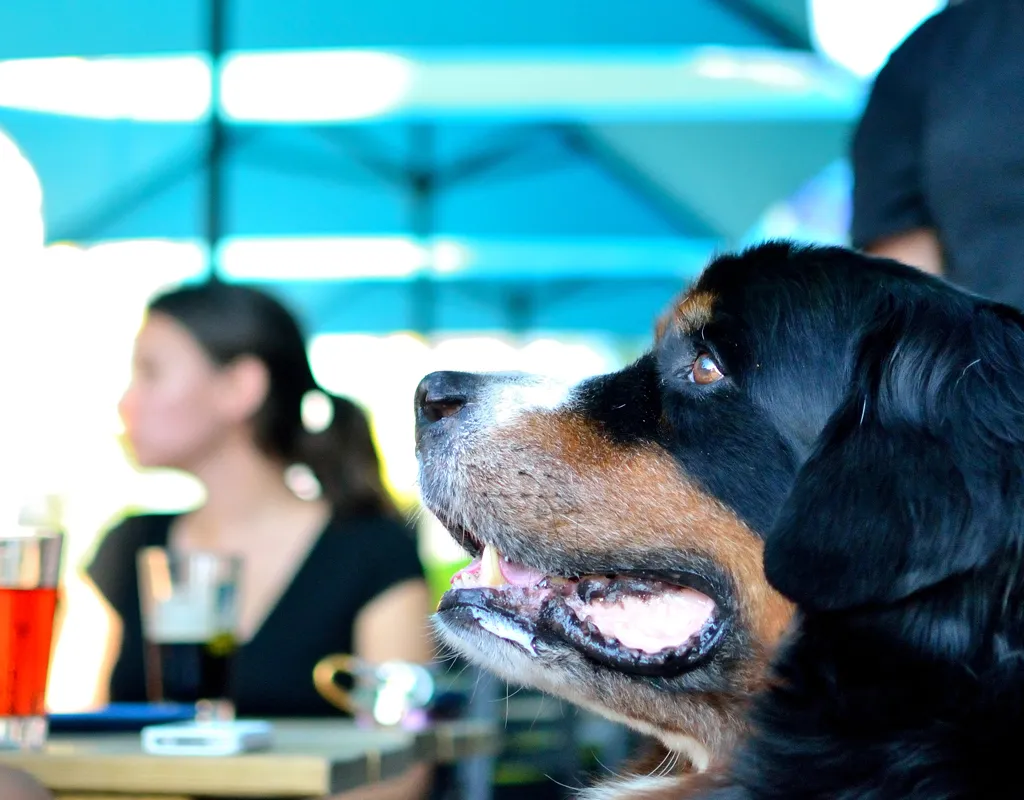 Lost Dog Cafe
