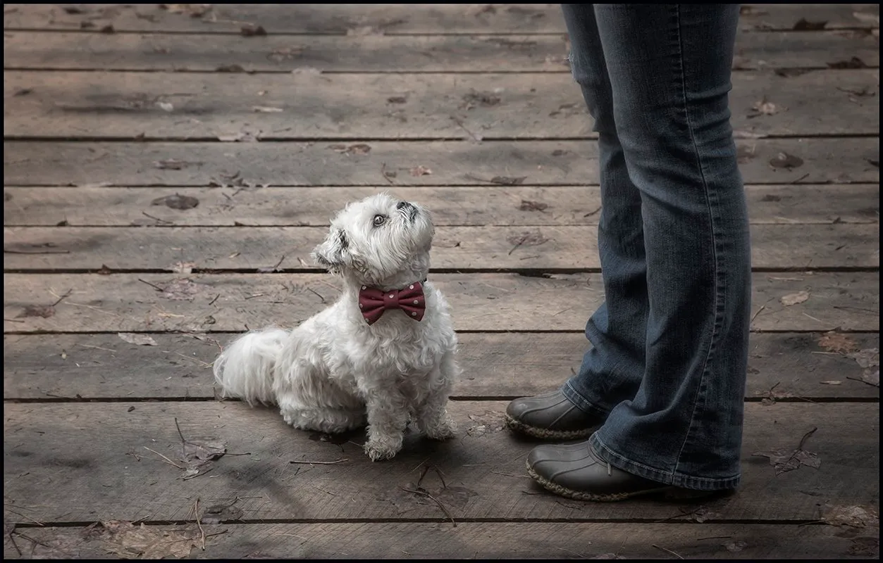 Mr. Dog Training