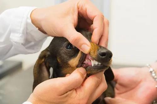 Live Oak Animal Clinic