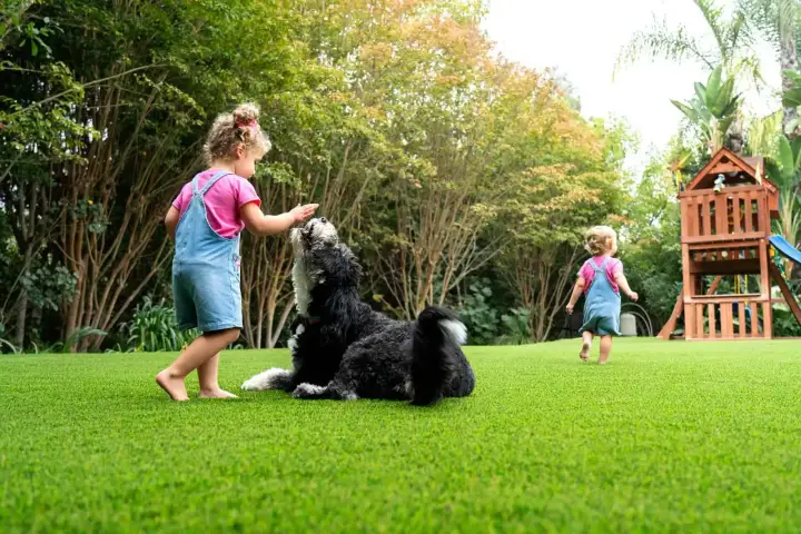 Big Bully Turf