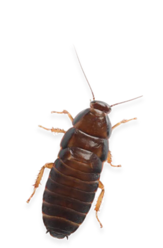 Rock Pest Control