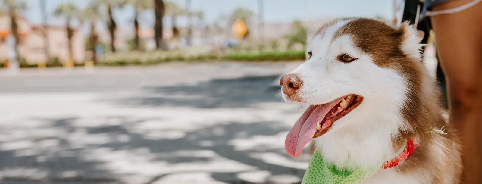 Quail Hollow Animal Hospital