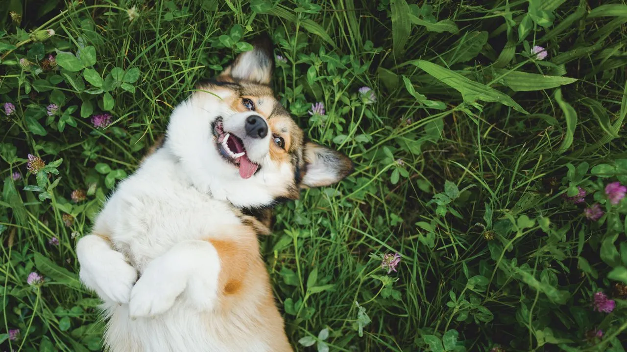 Dallas Pet Den (formerly Doggie Den Dallas)