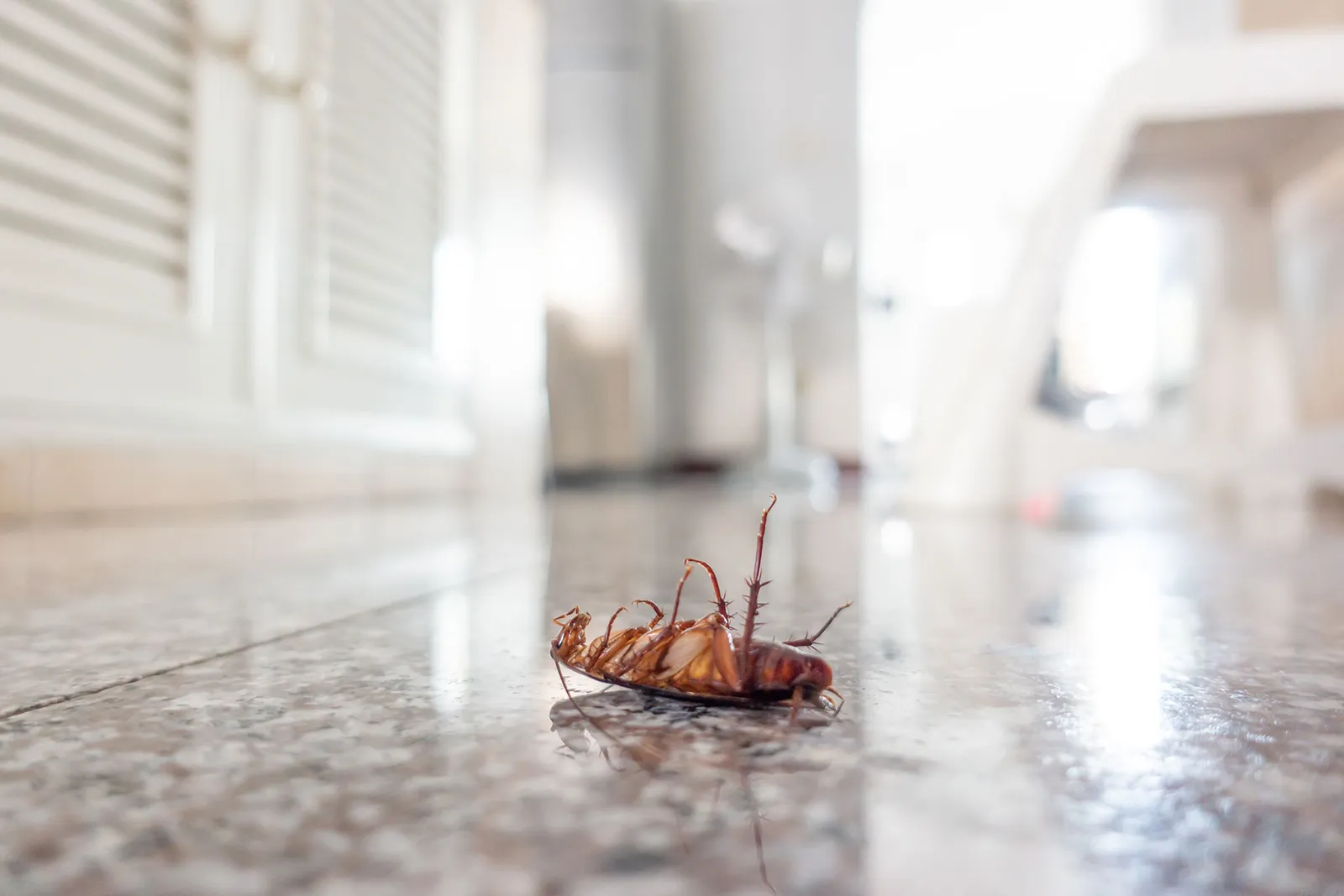 Custom Pest Solutions