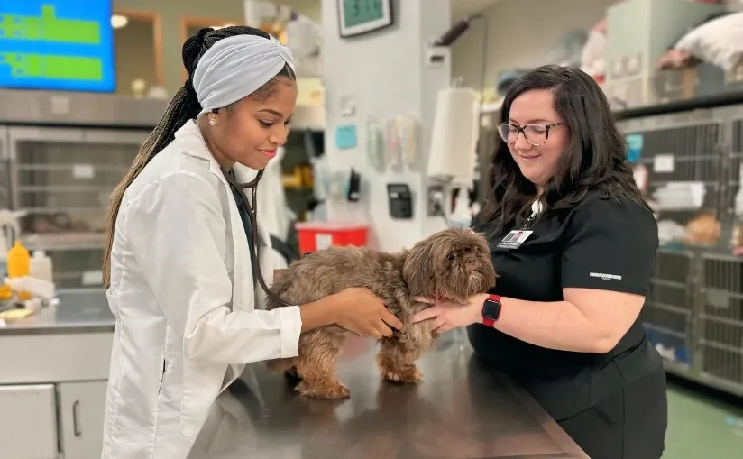 Dogs and Cats Emergency & Specialty
